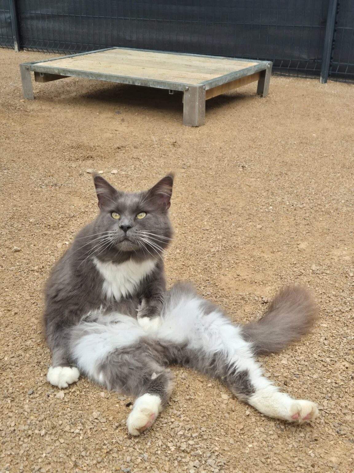 cdeedacd-ded1-483b-9de8-bacdaa6be8a9